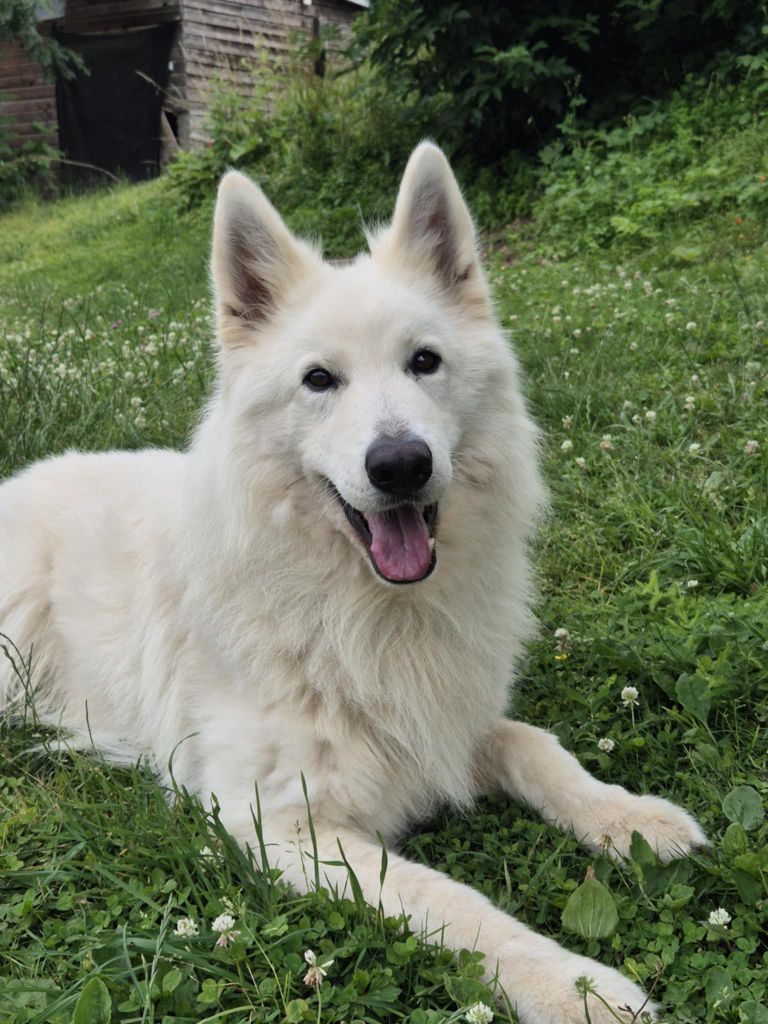 Rango dit rox des Ecuries du Conti