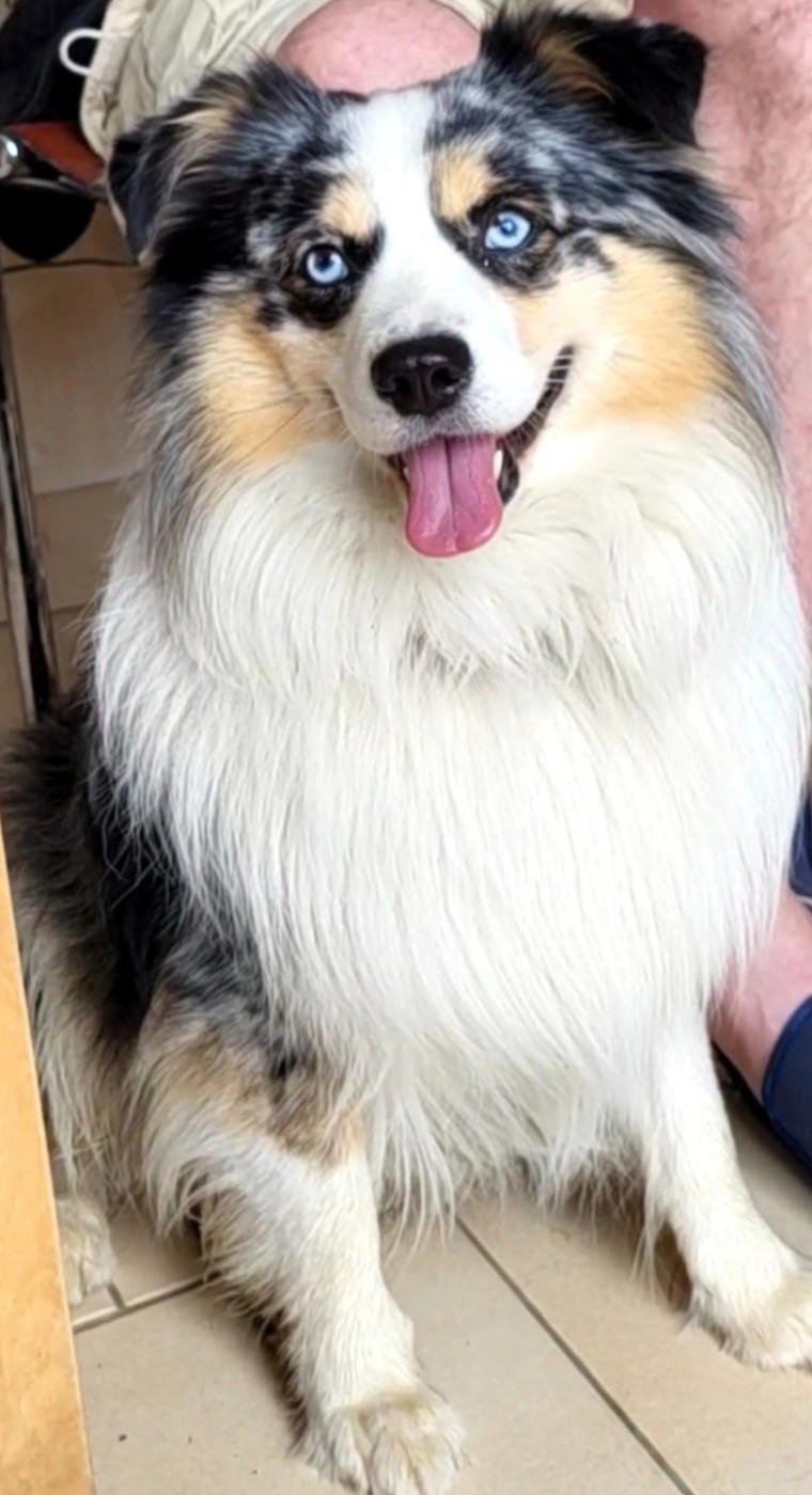 SAXO des Ecuries du Conti