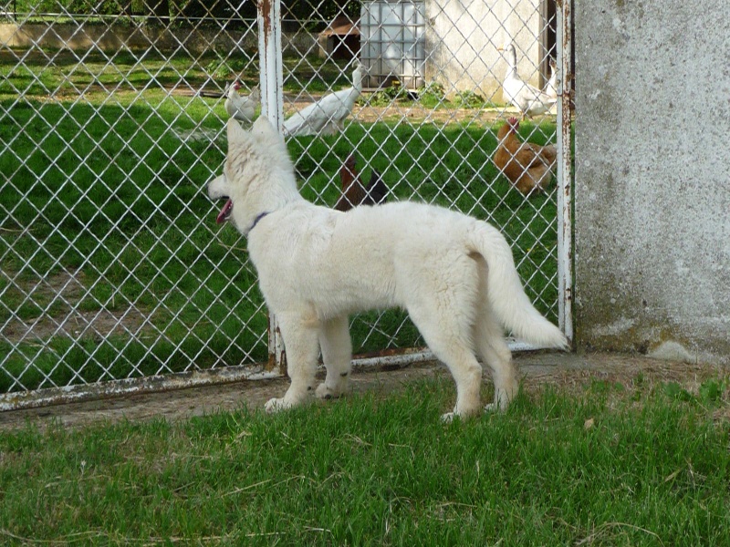 les 3 blancs