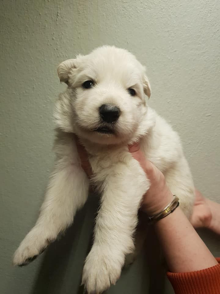 CHIOT