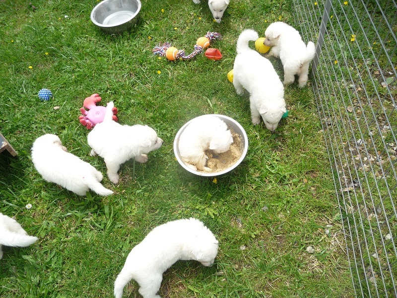 des Ecuries du Conti - Berger Blanc Suisse - Portée née le 22/05/2013