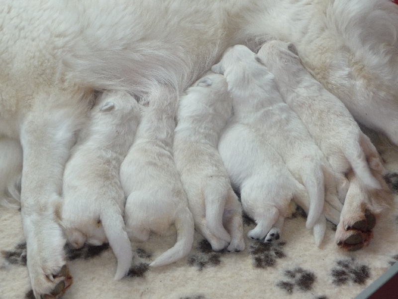 des Ecuries du Conti - Berger Blanc Suisse - Portée née le 10/02/2012