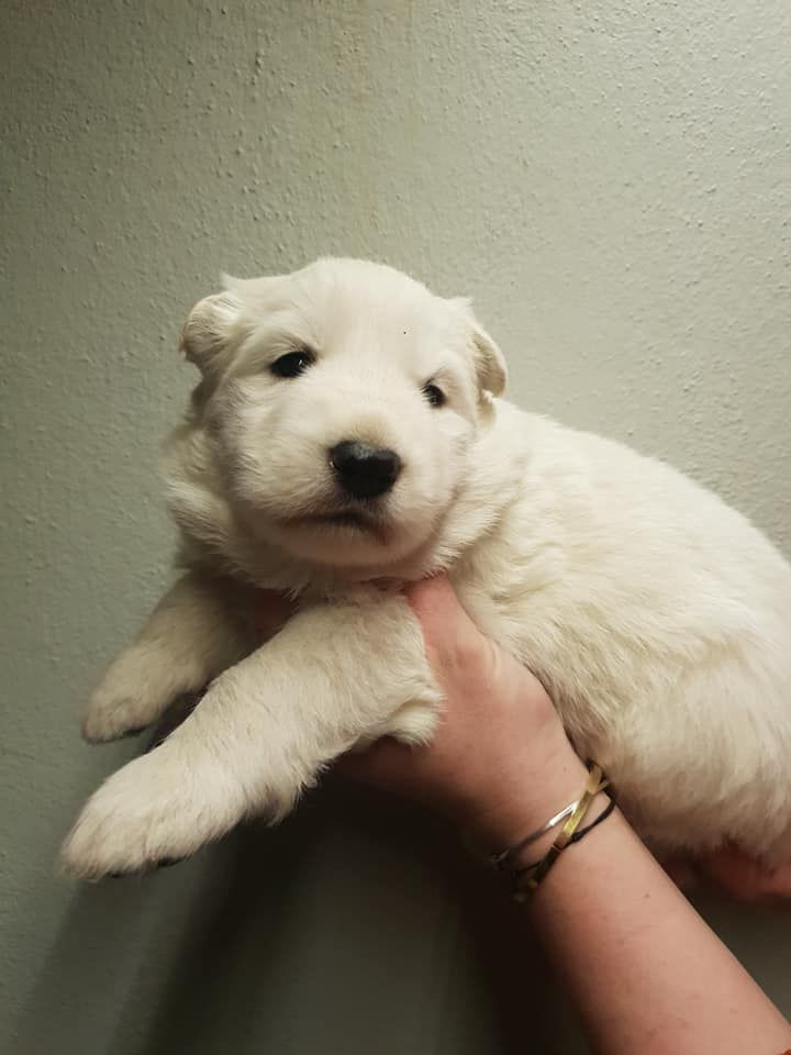 CHIOT