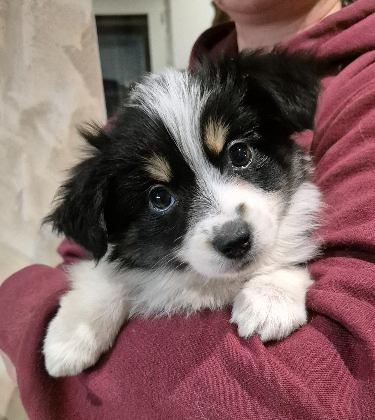 des Ecuries du Conti - Chiots disponibles - Berger Américain Miniature 