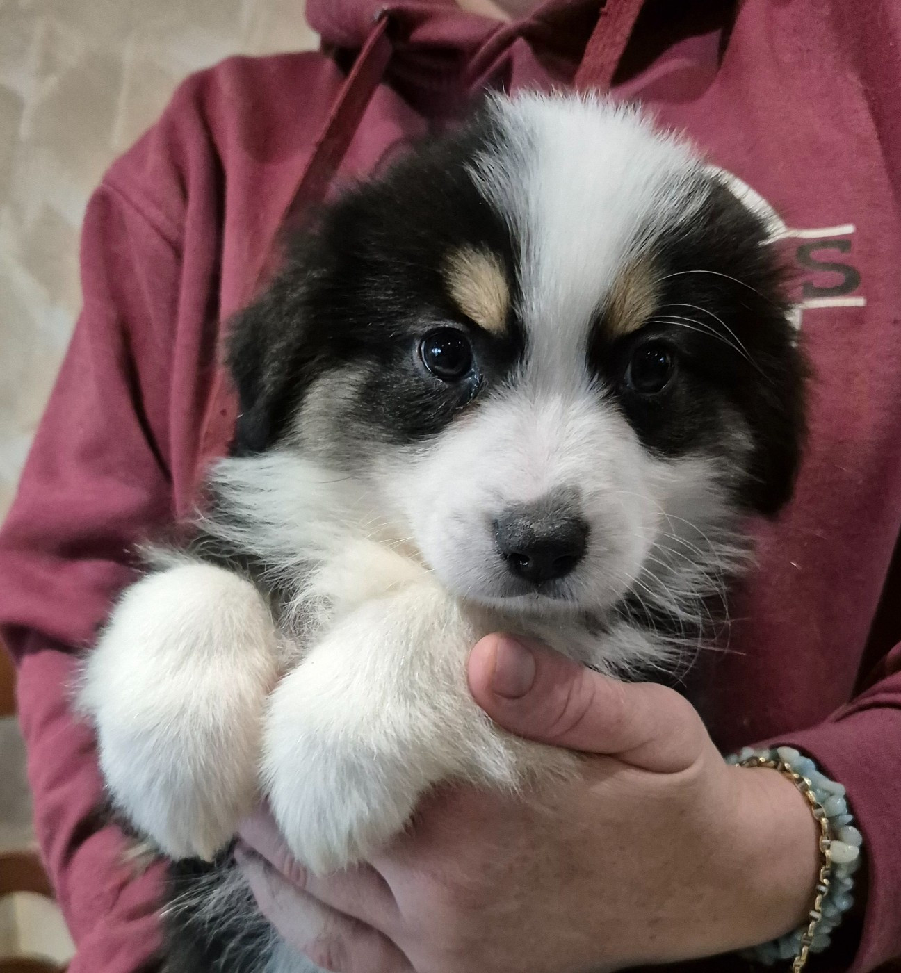 des Ecuries du Conti - Chiots disponibles - Berger Américain Miniature 