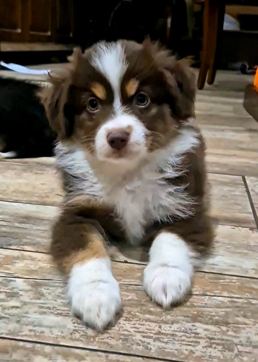 des Ecuries du Conti - Chiots disponibles - Berger Américain Miniature 