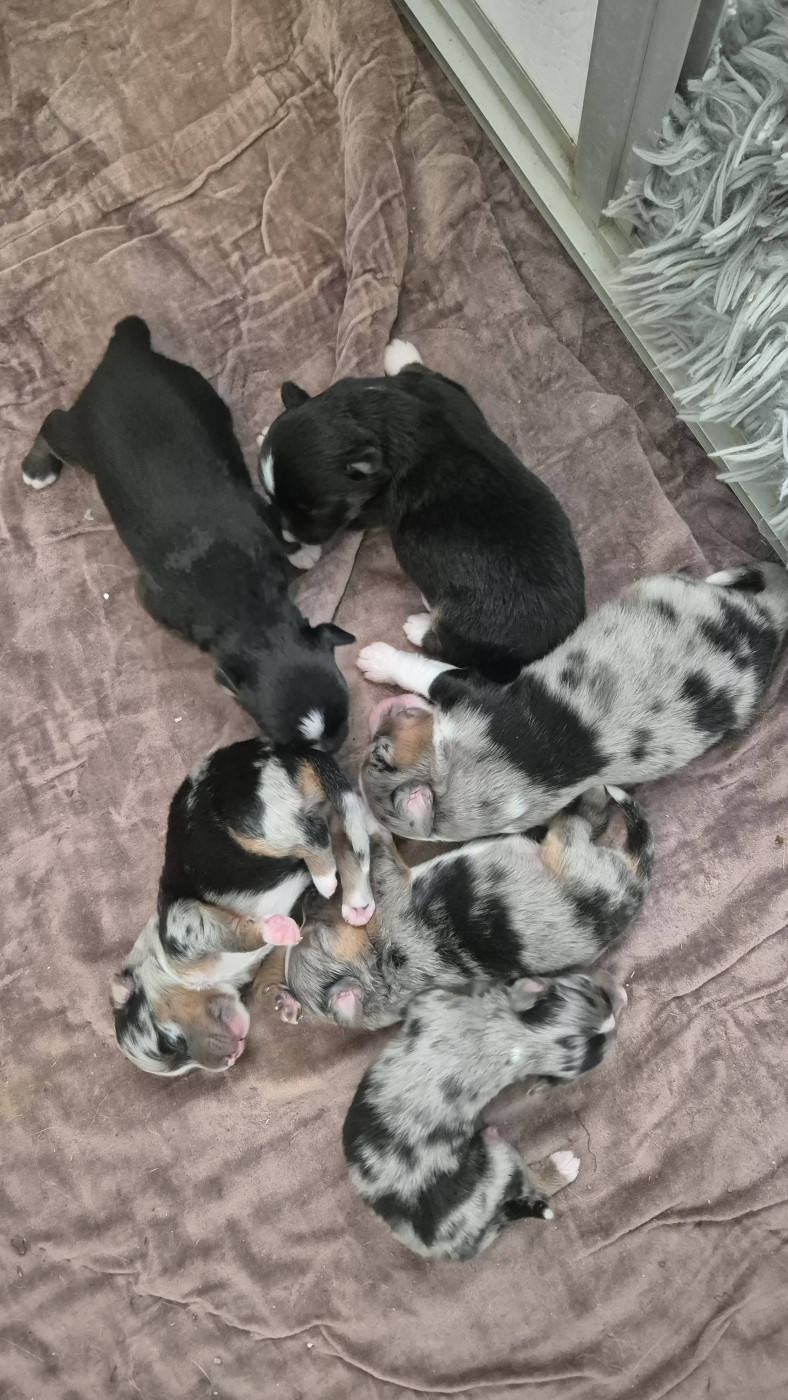 Chiot Berger Américain Miniature  des Ecuries du Conti