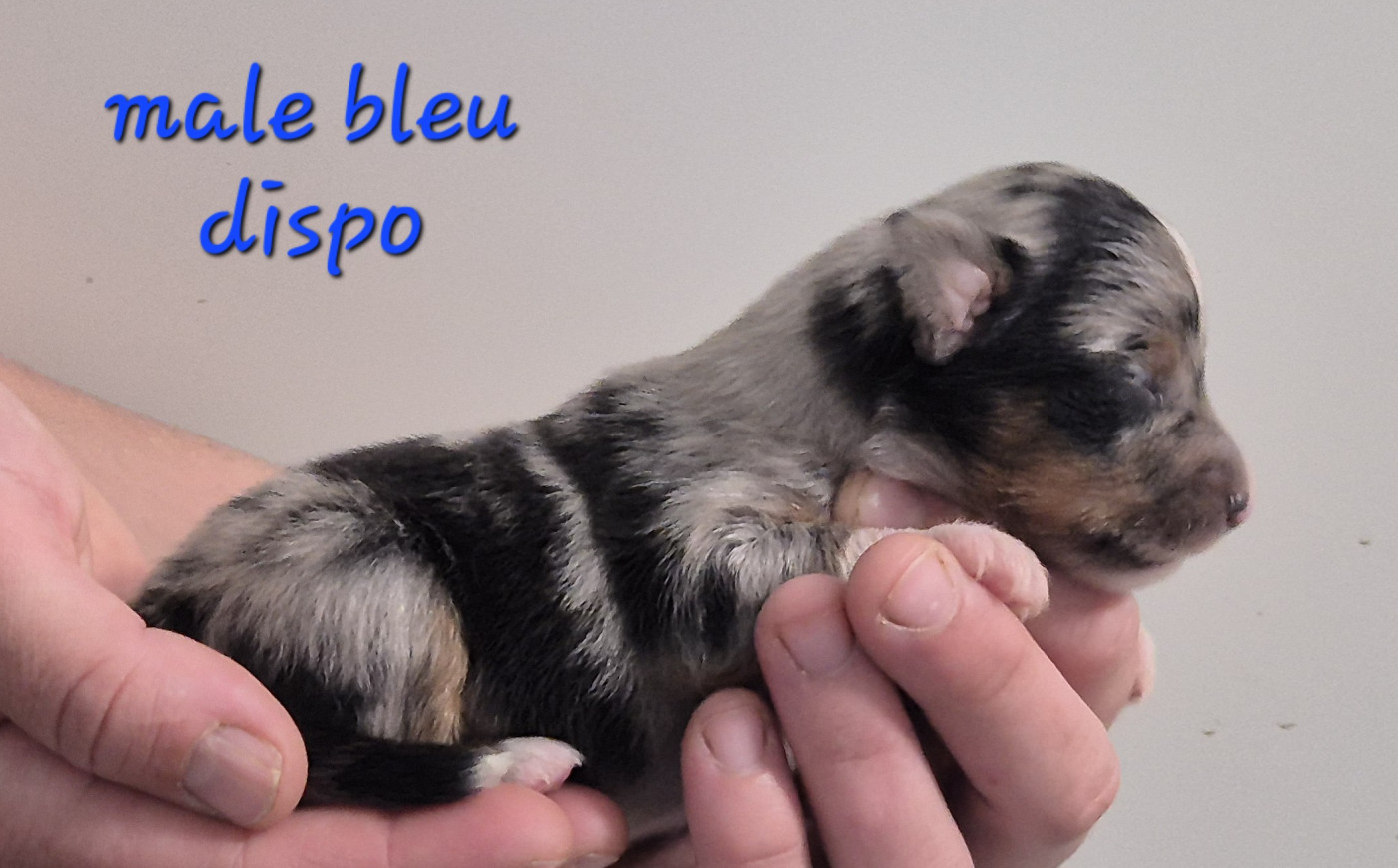 des Ecuries du Conti - Chiots disponibles - Berger Américain Miniature 