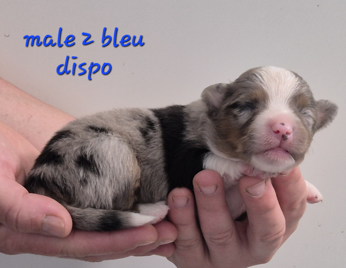 des Ecuries du Conti - Chiots disponibles - Berger Américain Miniature 