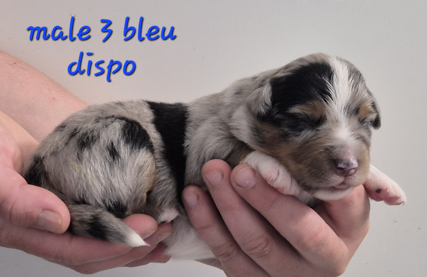 des Ecuries du Conti - Chiots disponibles - Berger Américain Miniature 
