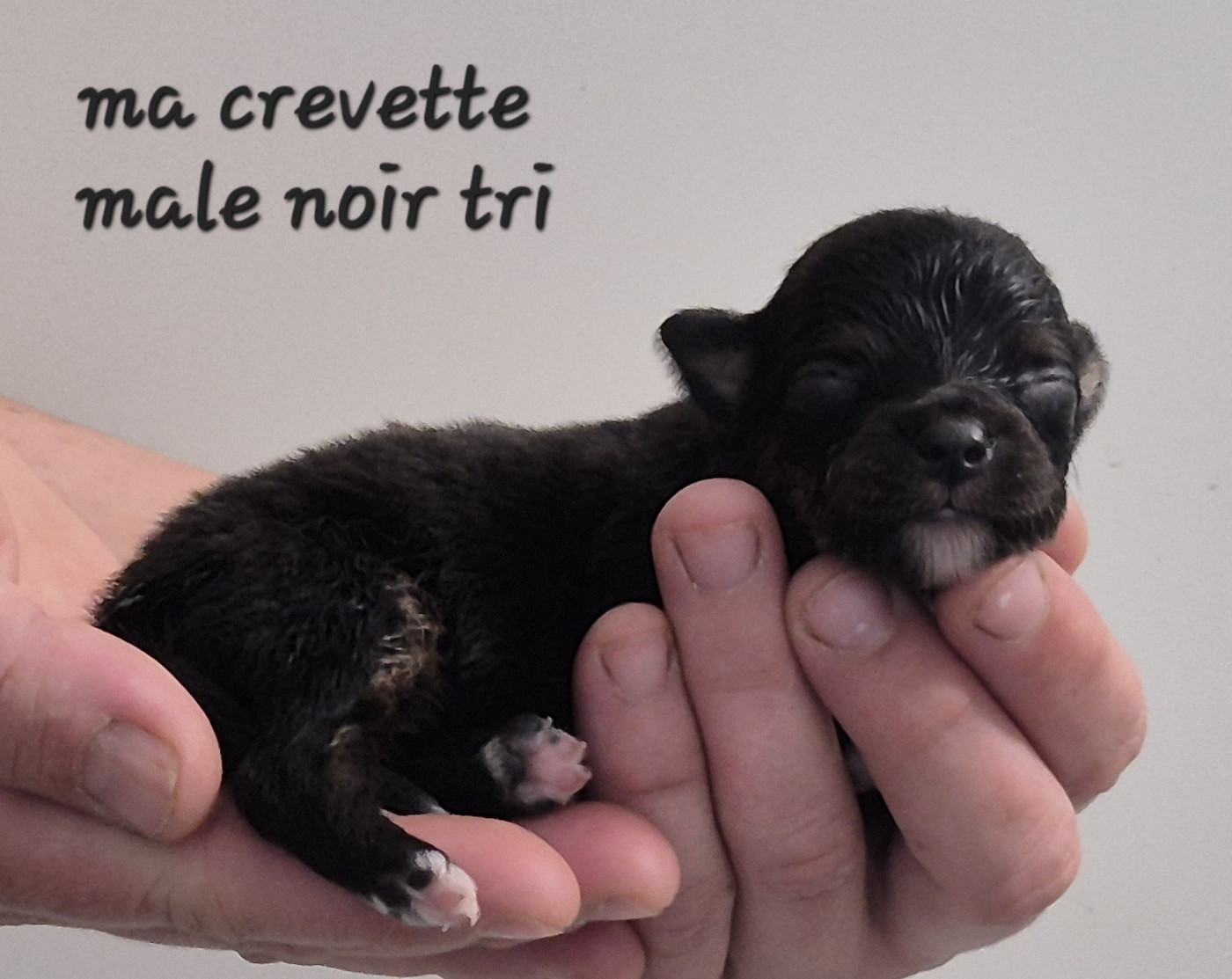 des Ecuries du Conti - Chiots disponibles - Berger Américain Miniature 
