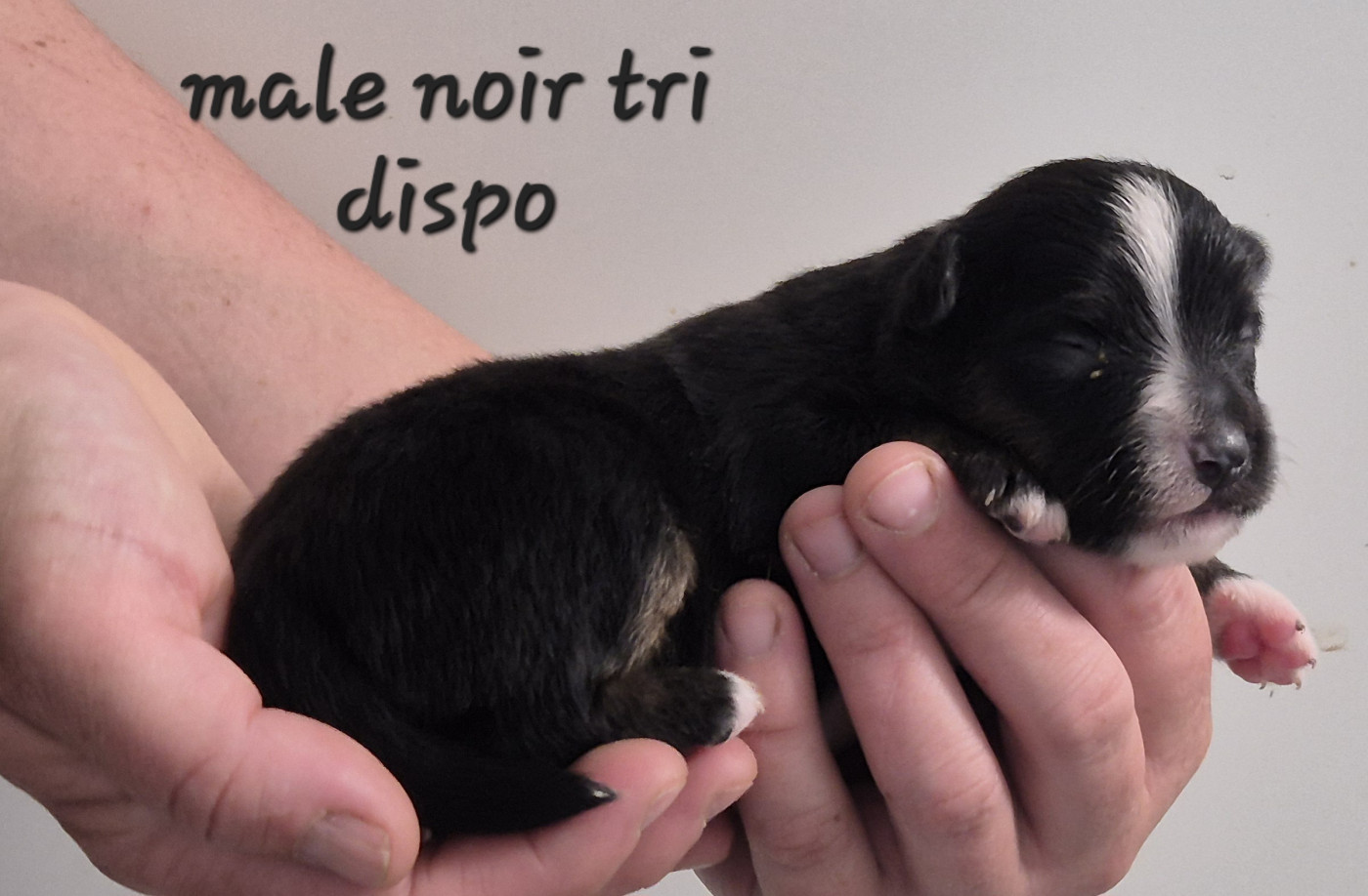 des Ecuries du Conti - Chiots disponibles - Berger Américain Miniature 