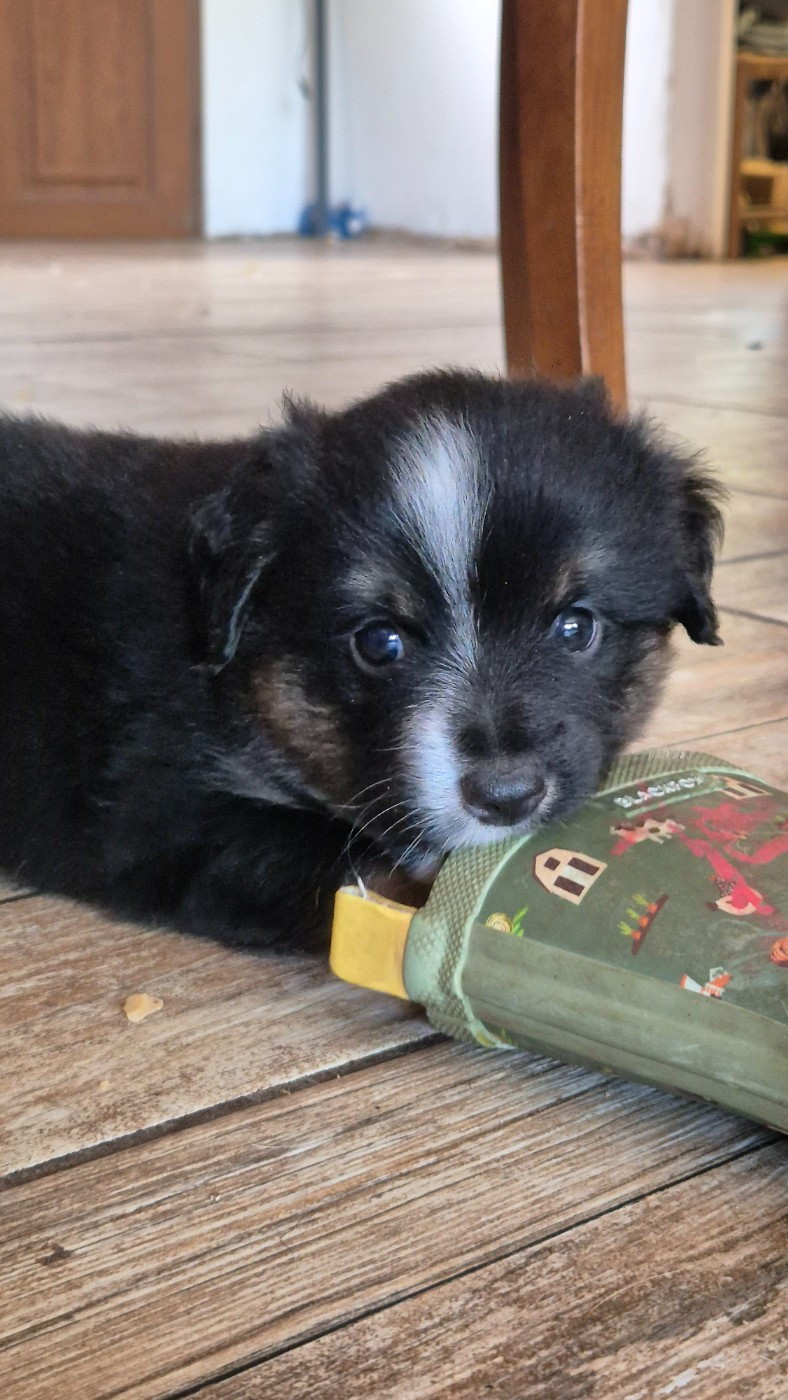 des Ecuries du Conti - Chiots disponibles - Berger Américain Miniature 