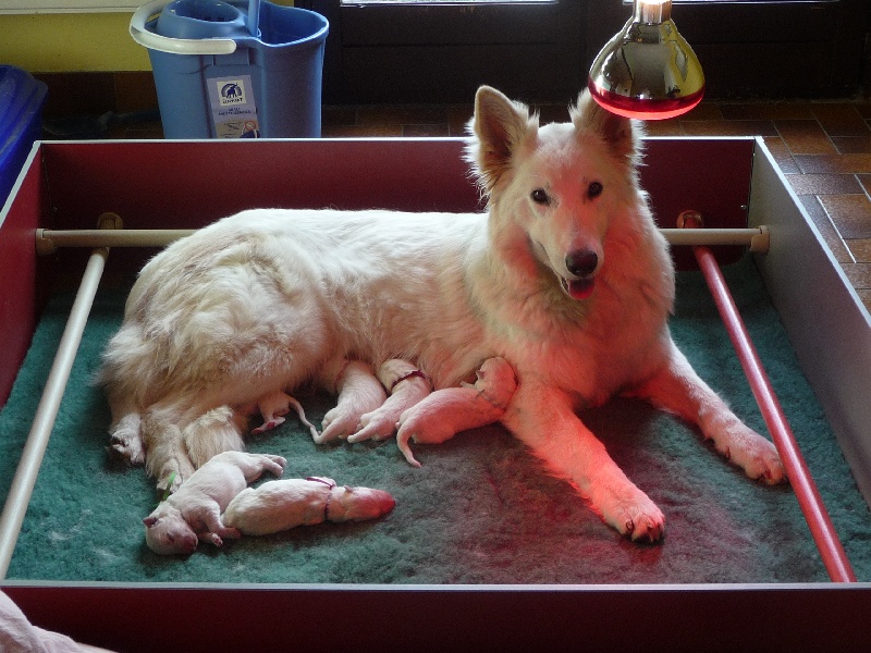 des Ecuries du Conti - Berger Blanc Suisse - Portée née le 05/03/2009