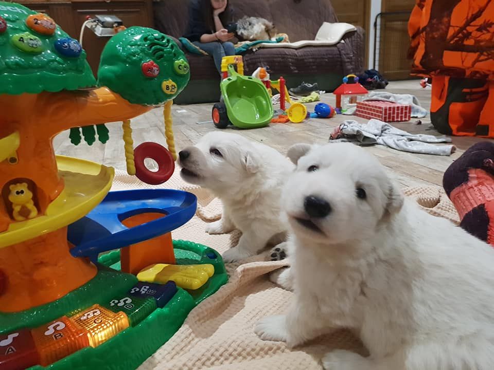 Chiot Berger Blanc Suisse des Ecuries du Conti