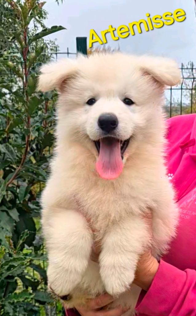 des Ecuries du Conti - Chiots disponibles - Berger Blanc Suisse