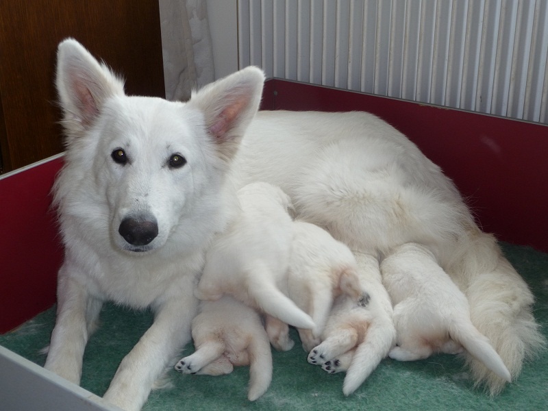 des Ecuries du Conti - Berger Blanc Suisse - Portée née le 31/05/2014