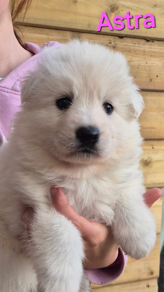 des Ecuries du Conti - Chiots disponibles - Berger Blanc Suisse