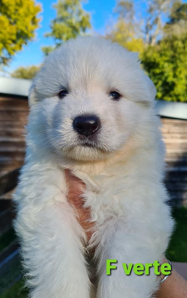 des Ecuries du Conti - Berger Blanc Suisse - Portée née le 15/09/2021