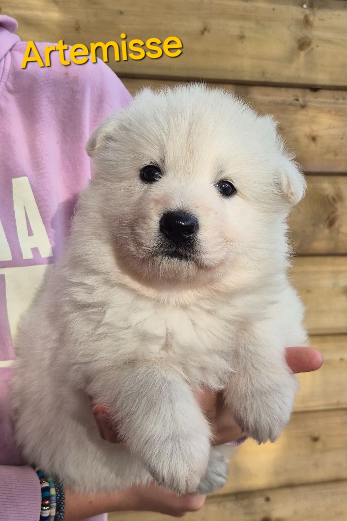 des Ecuries du Conti - Chiots disponibles - Berger Blanc Suisse