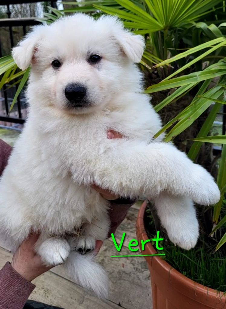 des Ecuries du Conti - Chiots disponibles - Berger Blanc Suisse