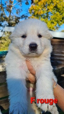 CHIOT