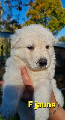 CHIOT