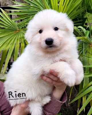 CHIOT 2