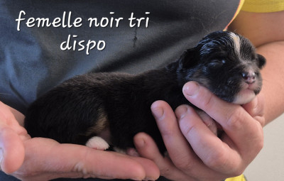 Chiot N°6