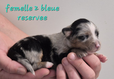 Chiot N°8