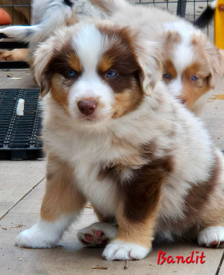 BANDIT