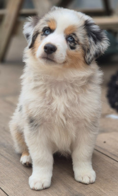 BLUEY