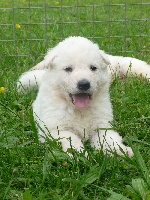 CHIOT