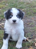 OSCAR