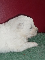 CHIOT