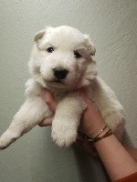 CHIOT