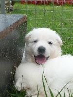 CHIOT