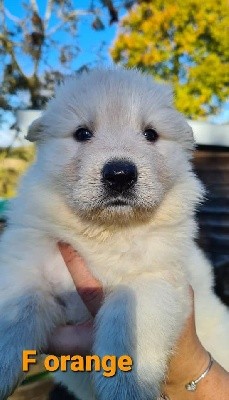 CHIOT