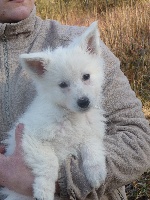 HEIDI