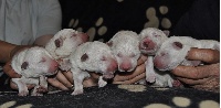 CHIOT