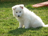 HASKA
