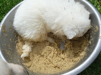 CHIOT