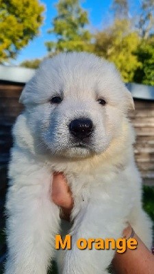 CHIOT