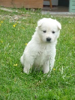 CHIOT