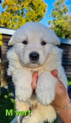 CHIOT