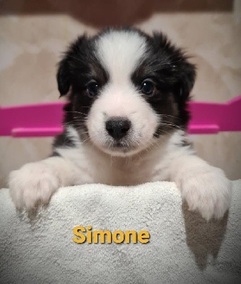 SIMONE