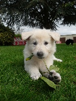 GESSIE