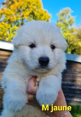CHIOT