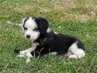 Ludo