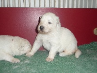 CHIOT